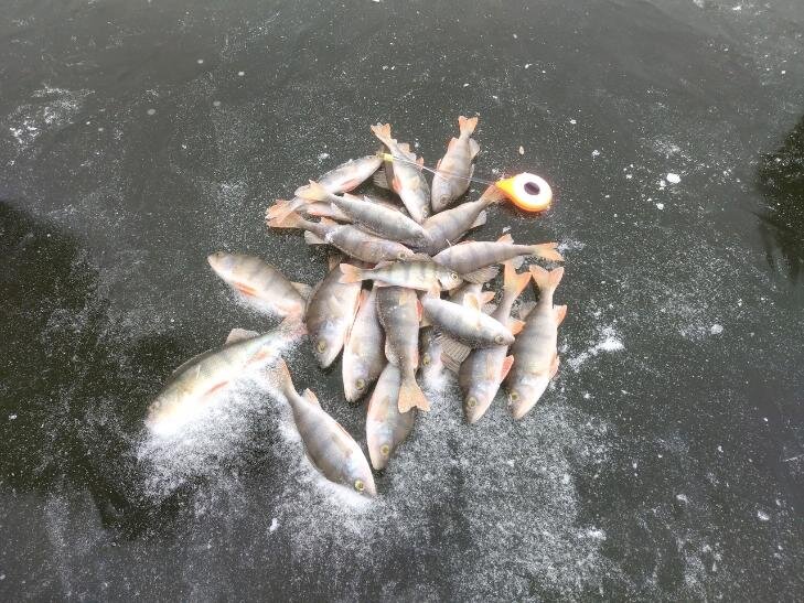    Фото - паблик ВКонтакте "Рыбалка в Новосибирске"