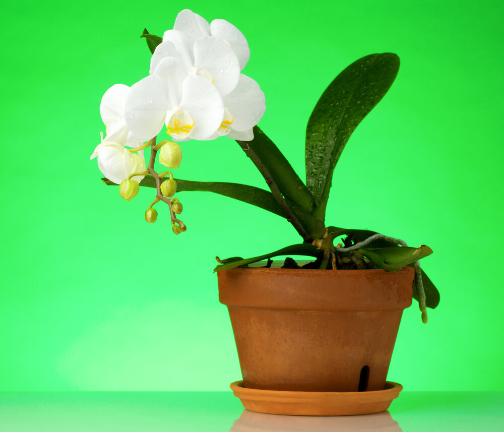 Выращивание охидей