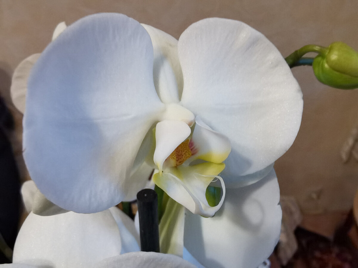 Выращивание орхидей