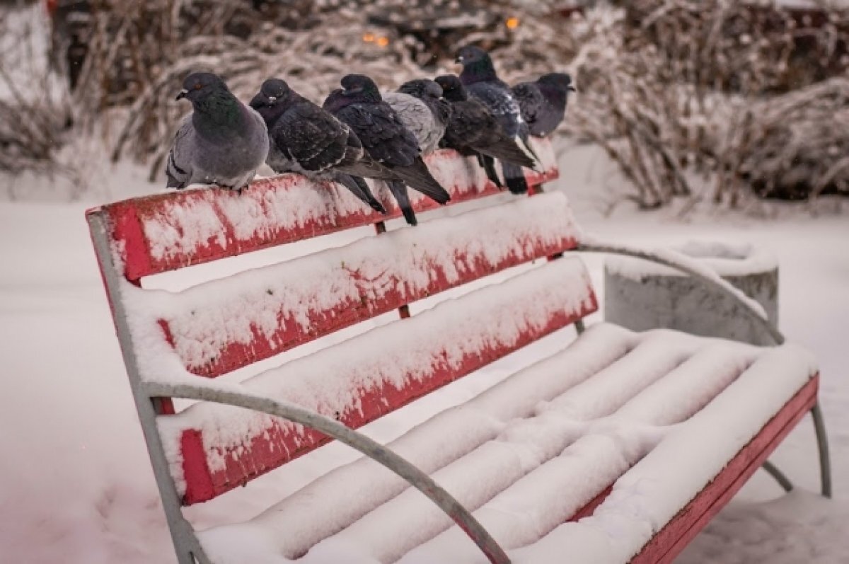    В Новосибирске опубликовали прогноз погоды на ноябрь-2023