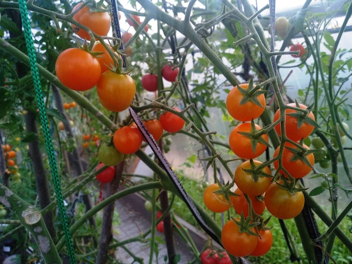 Кисти с томатами Кирино в сентябре