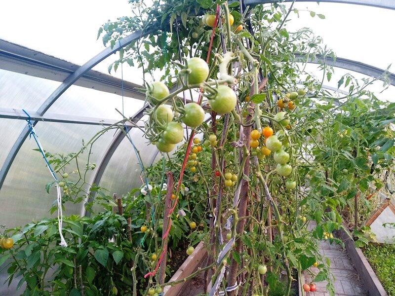 Томаты в теплице