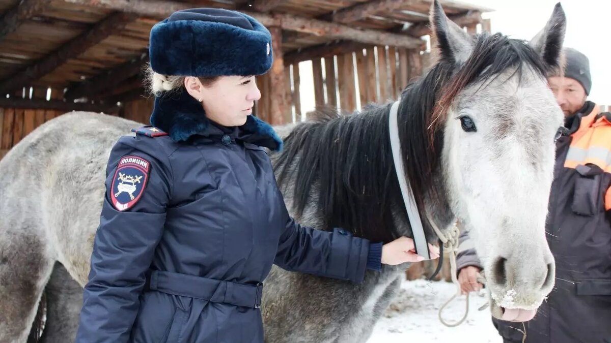 Хакасские лошади начнут светиться по ночам, чтобы их не сбивали машины |  Новая Хакасия | Дзен