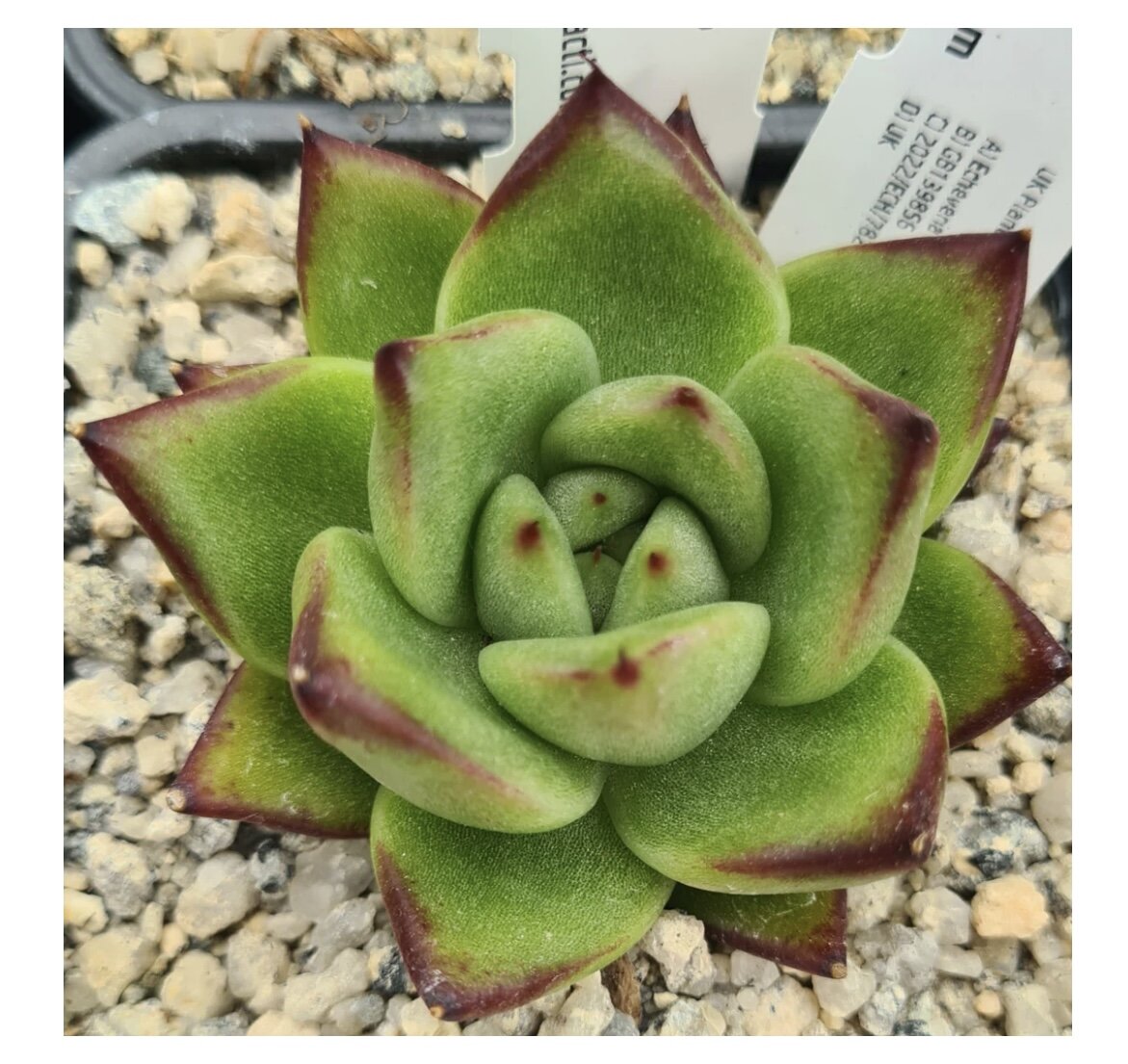 Echeveria AGAVOIDES v PRESA MADERO