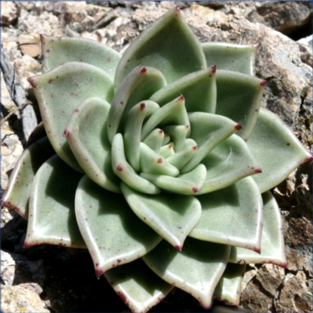Echeveria AGAVOIDES v SANTA ROSA