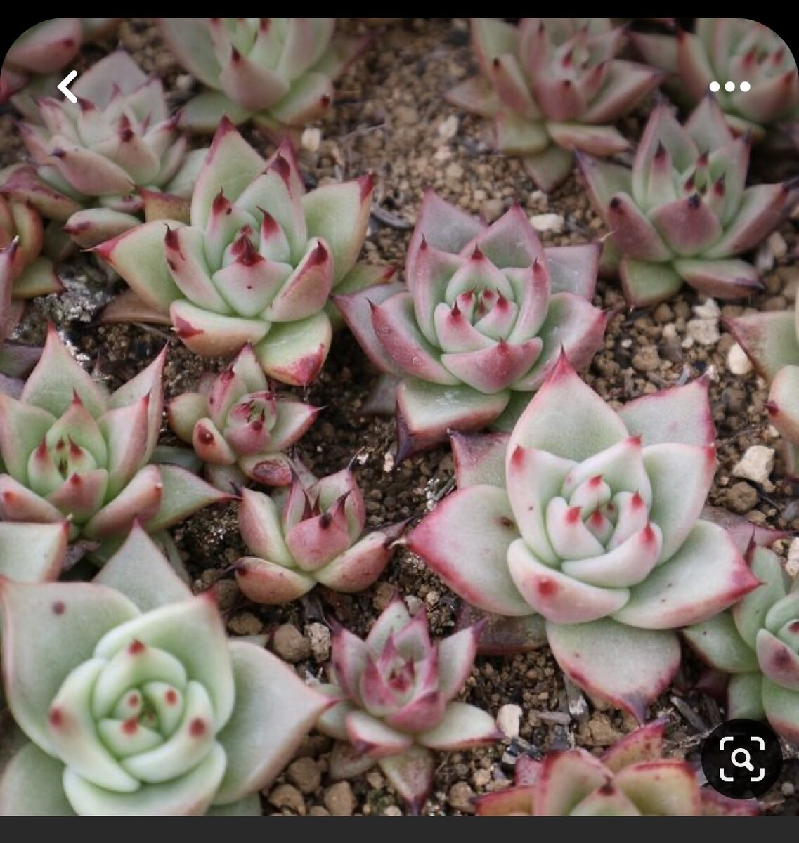 Echeveria AGAVOIDES v SANTA BARBARA - 3 сеянца. 