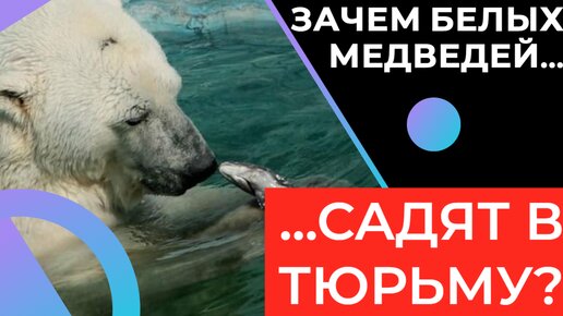 Тюрьма для медведей: Место, где косолапых сажают за решетку за провинности. Зачем создали такое странное учреждение? | Видео 🎥