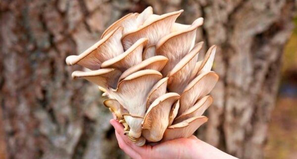 Грибы вешанки. Фото взято из открытых источников.