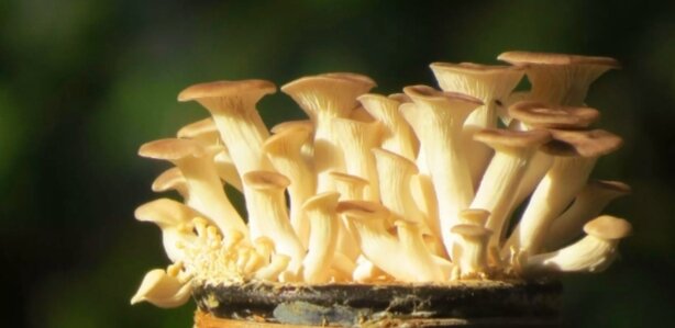 Как растут грибы вешенки. Фото взято из открытых источников.