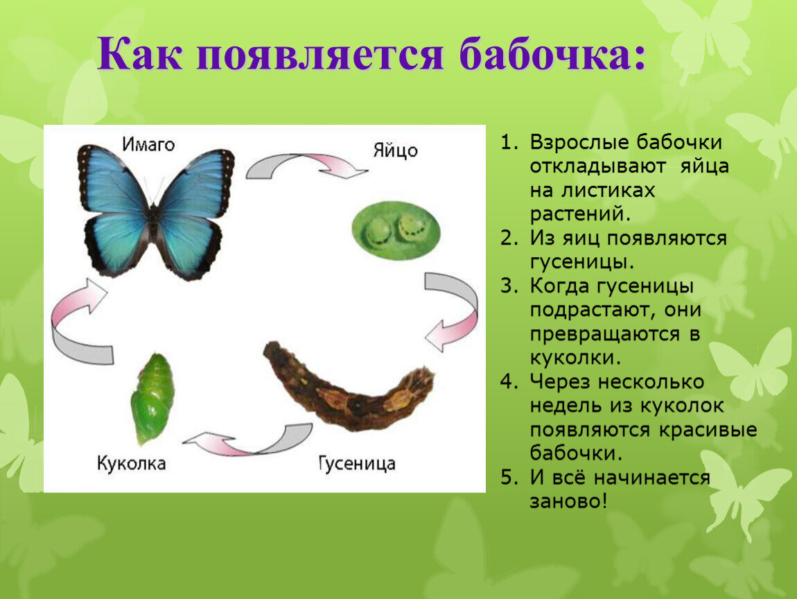 Аквариумная рыбка петушок: описание, содержание, размножение и фото