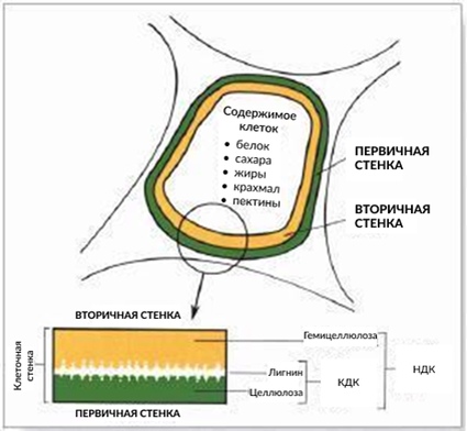 Рисунок 1. Схема растительной клетки с изображением структуры клеточной стенки (из Advanced Forage Management, 1999).