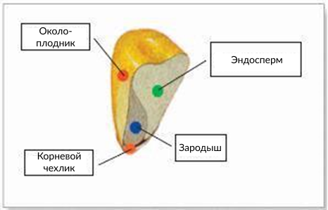 Рисунок 2. Элементы кукурузного зерна