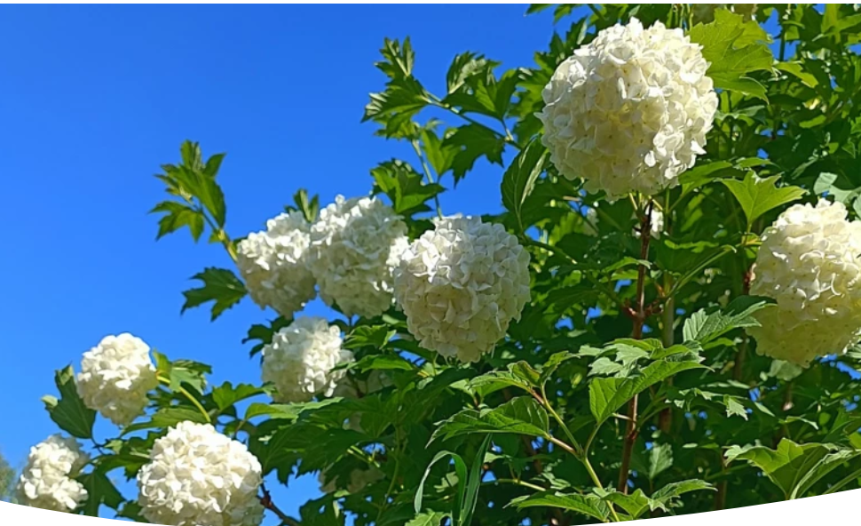 Калина Бульденеж. При правильной агротехнике кустарник радует белыми эффектными соцветиями-шарами фото К. Хрустовой