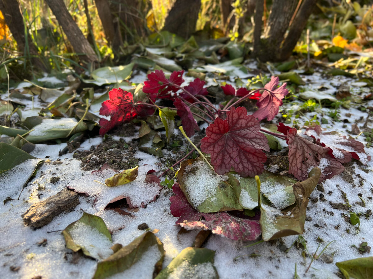 Гейхера Berry Smoothie 