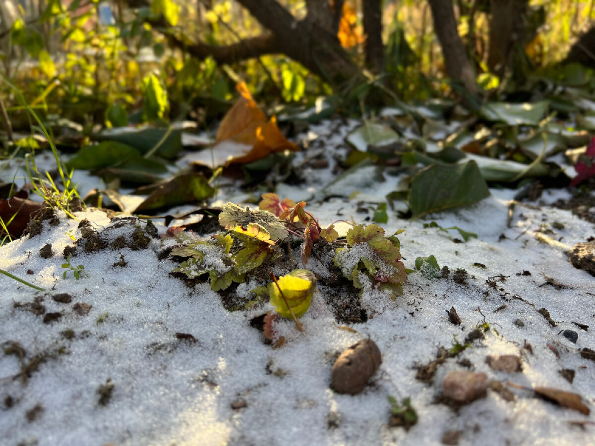 Гейхерелла Golden Zebra. Была посажена в том году, этим летом пересажена на новое место. Пока много листвы не набрала 