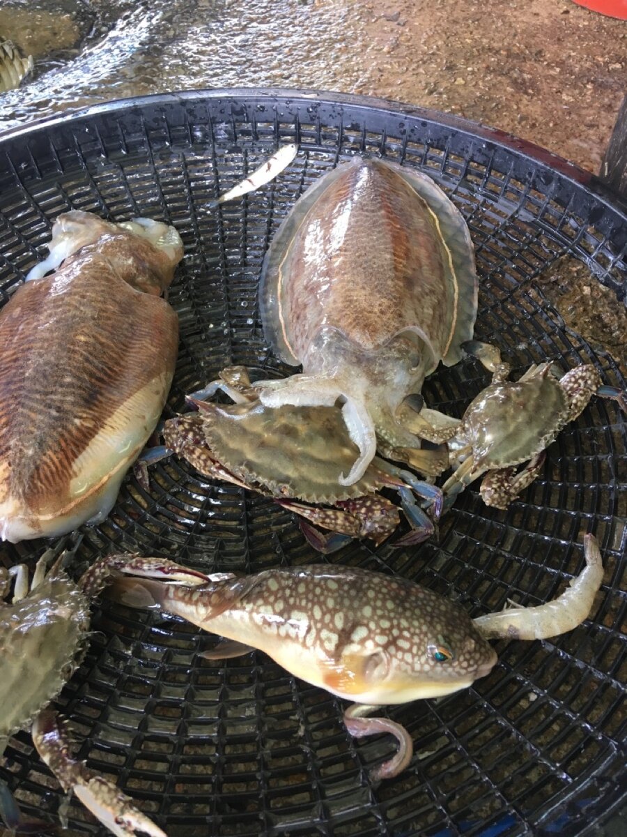 Морские обитатели 