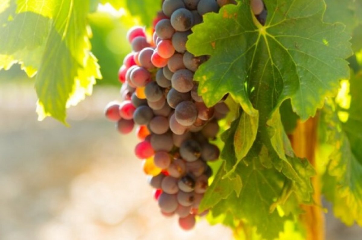    Краснодарский край лидирует в сфере производства вина