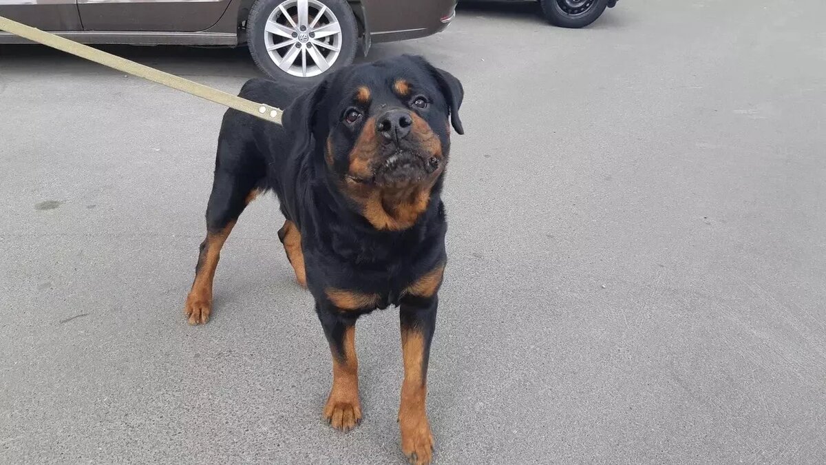     В Казани местные жители заметили, как женщина избивала своего питбуля. Таким образом она могла наказывать животное за нападение на других собак. Соответствующая публикация появилась в Telegram-канале «Казань на максималках».