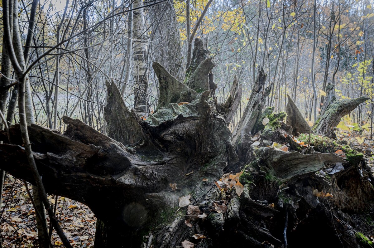 Великий Новгород, октябрь 2023. Фото: Павел Борисов