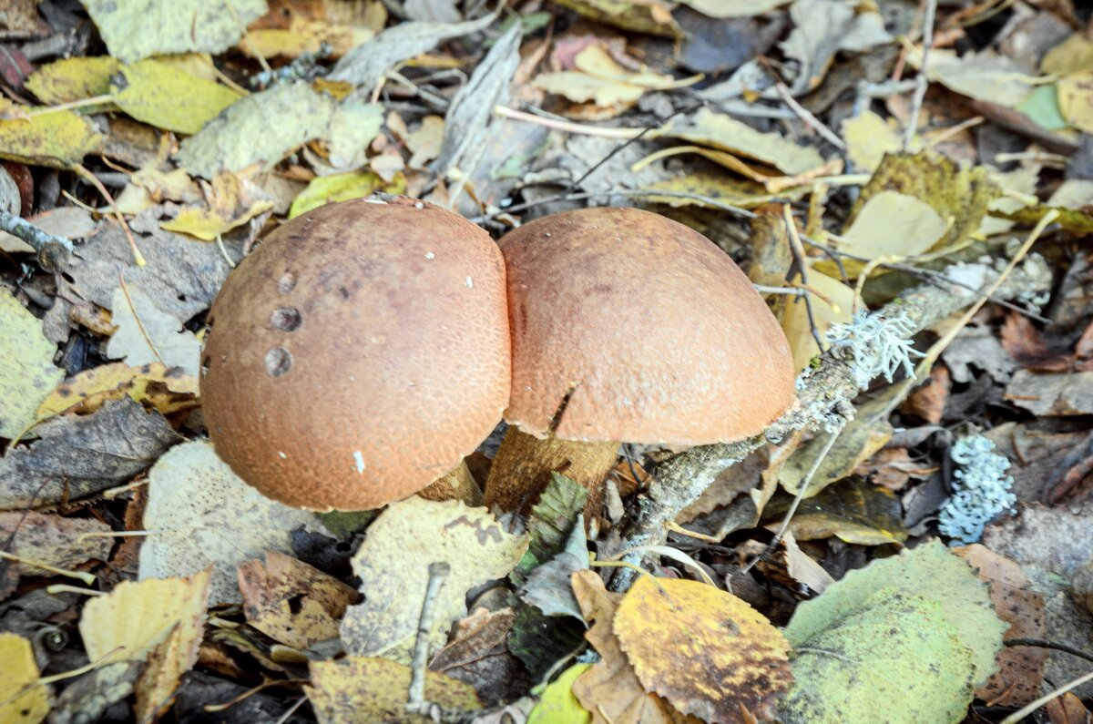Великий Новгород, октябрь 2023. Фото: Павел Борисов