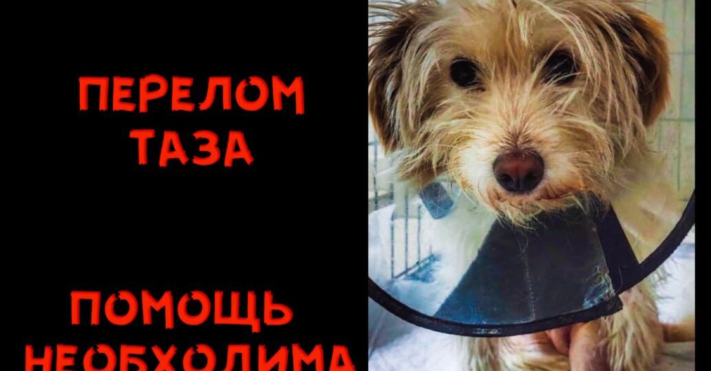 Перелом ТАЗА, помогите ВЫЖИТЬ!