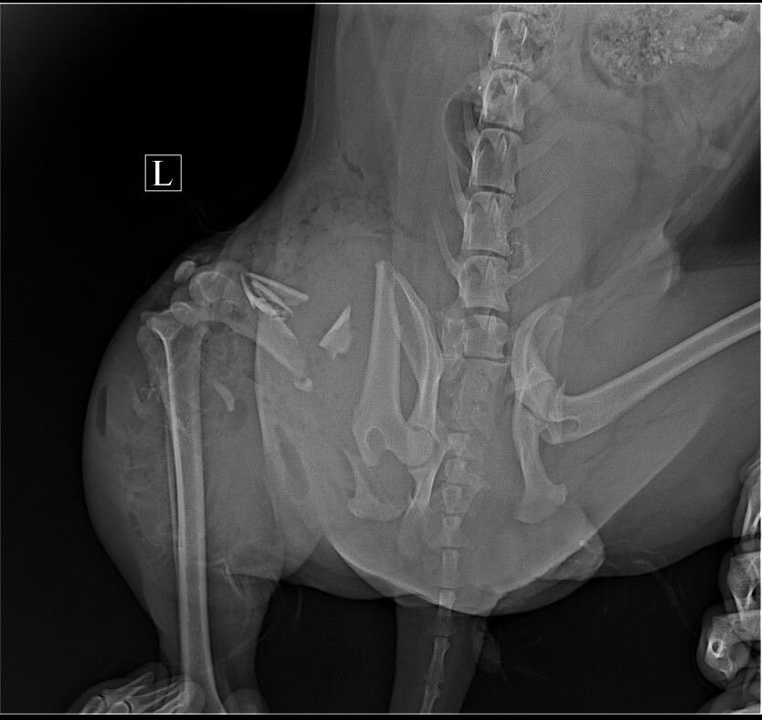 Рентген-исследования переломов Дафни