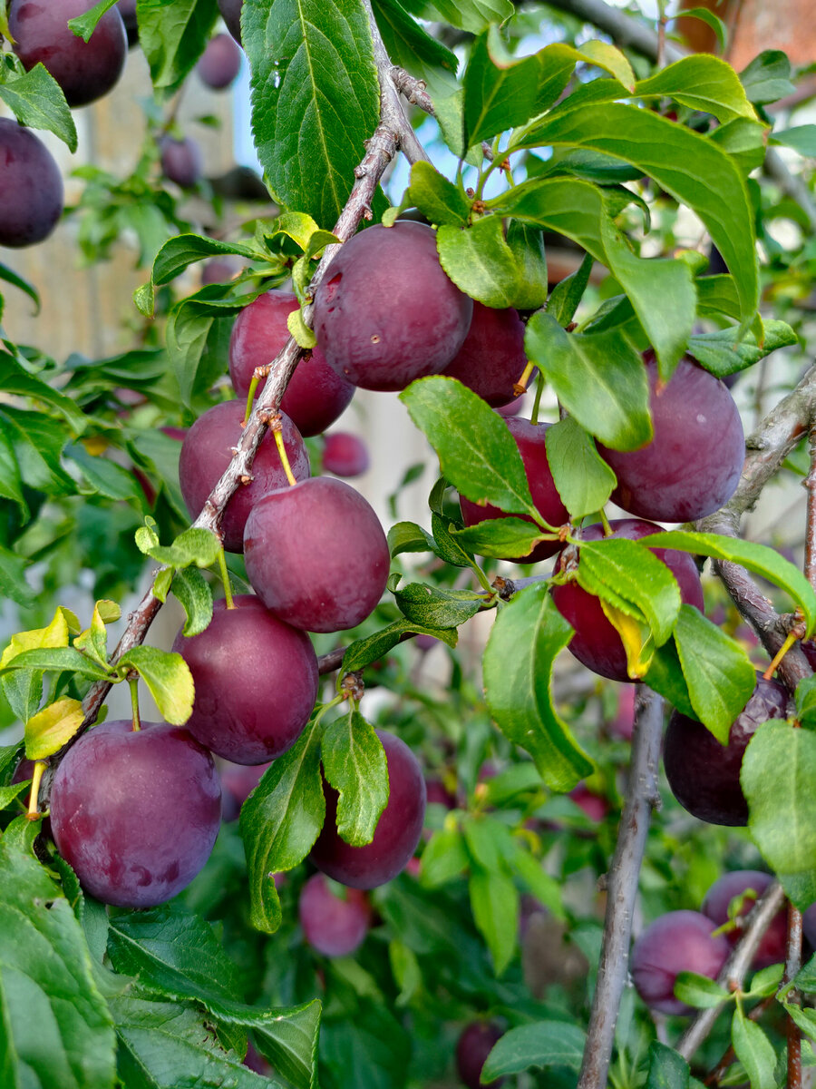 Фото автора. Воспоминания о лете.
