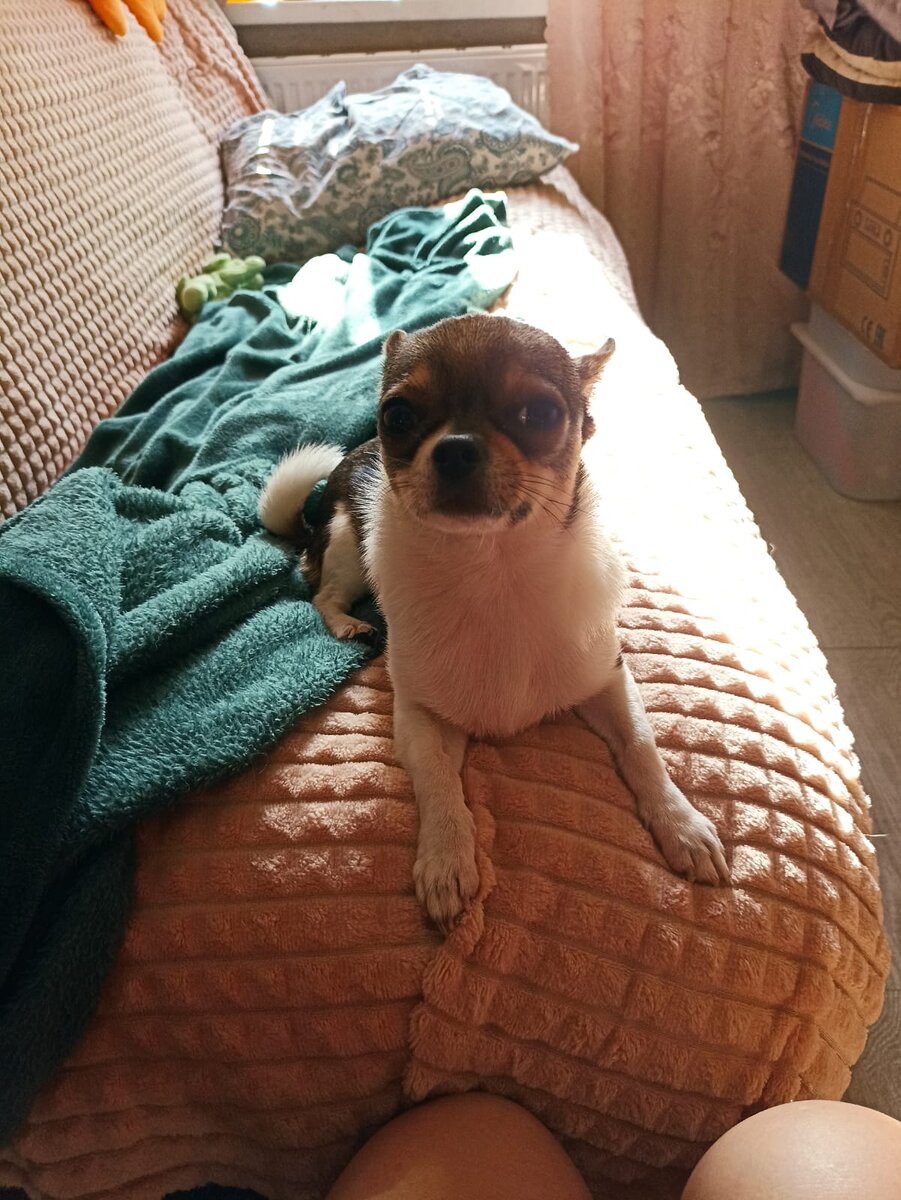 Муми Троль Мой питомец, два года 
