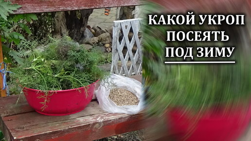 Какой укроп лучше всего посеять под зиму.