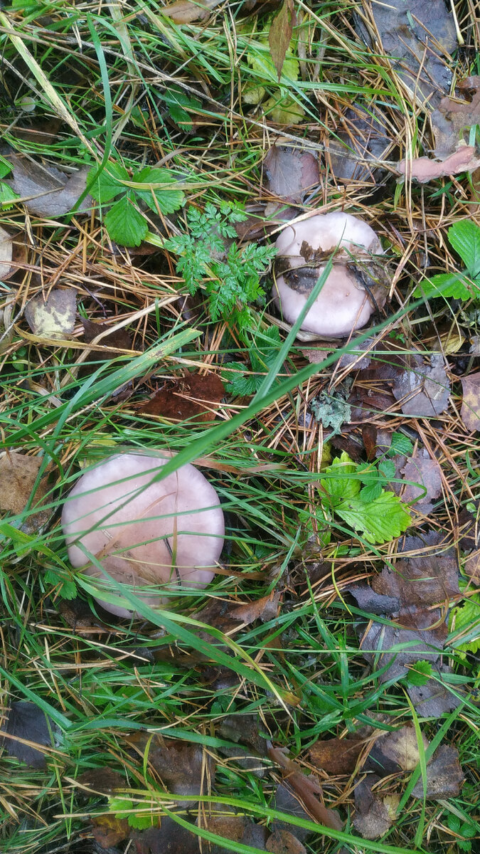 Рядовка фиолетовая. Фото Алёны Подобед