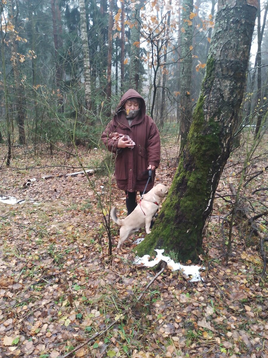 Рядовка фиолетовая и инспектор Бумбулешти и кто то в карюшоне. Фото Алёны Подобед
