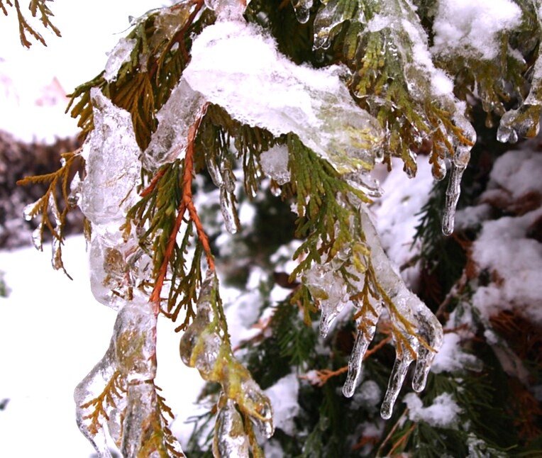 Ледяная корка обламывает ветки и хвою. 