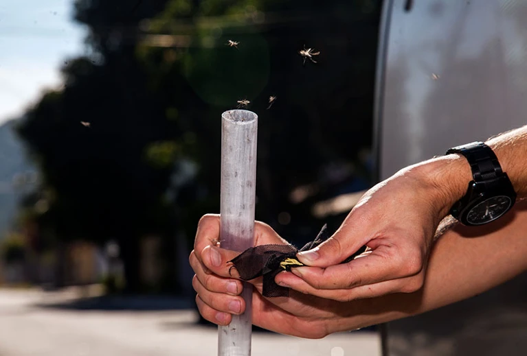 Выпуск комаров, зараженных вольбахией, в Бразилии. Фото: The World Mosquito Program