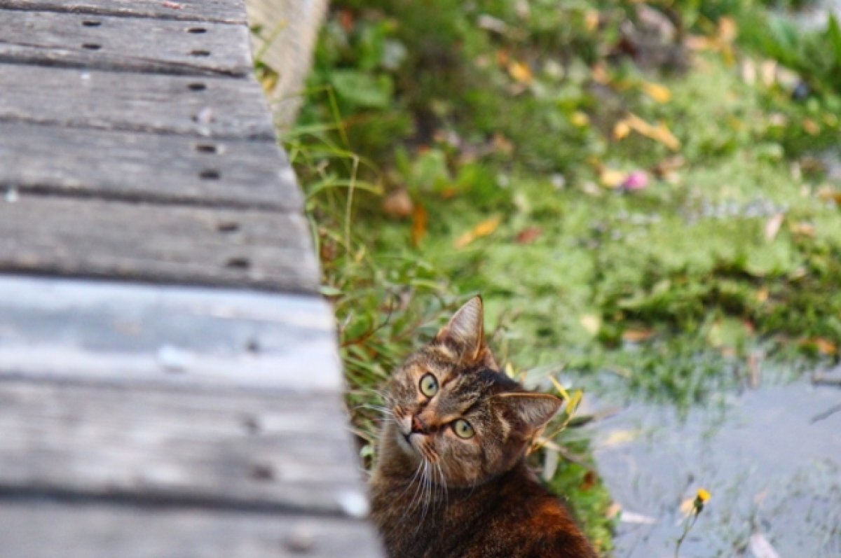    До 12 градусов тепла будет в Псковской области 1 ноября