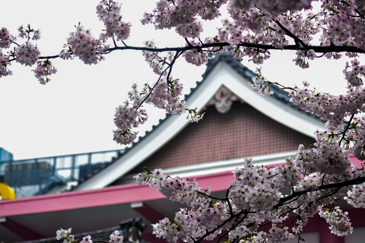 сакура стар. сакура в мукачево фото. самые старые деревья японии. спбравл стар сакура. сакура стар.
