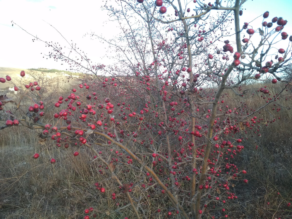 боярышник