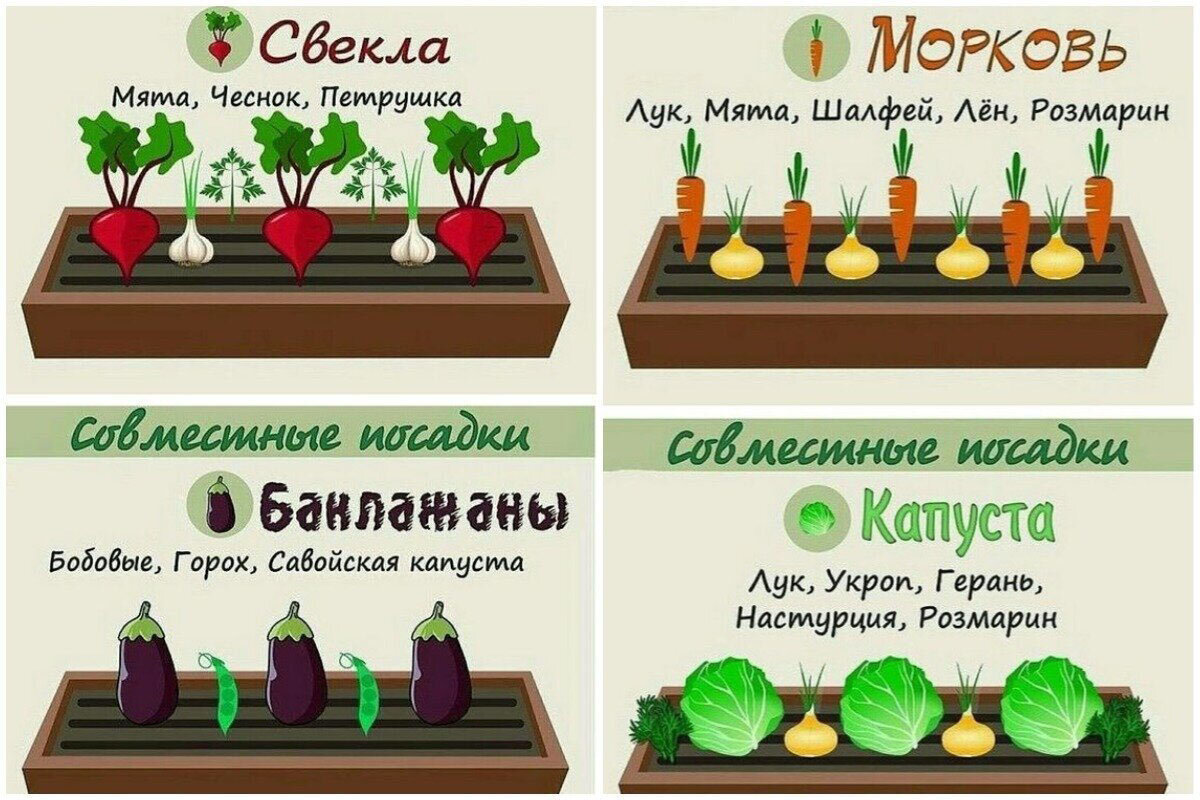 Дачные советы картинки