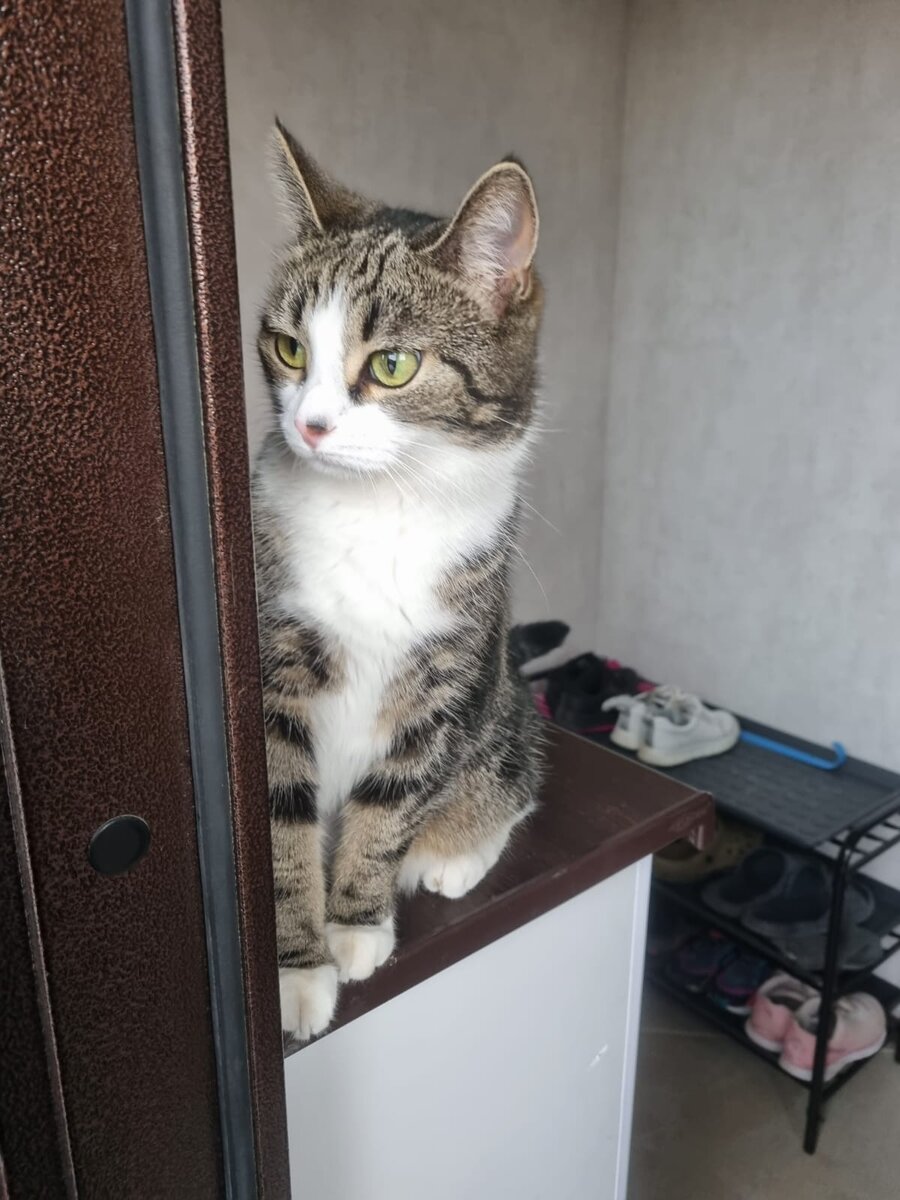 Кошачий страх