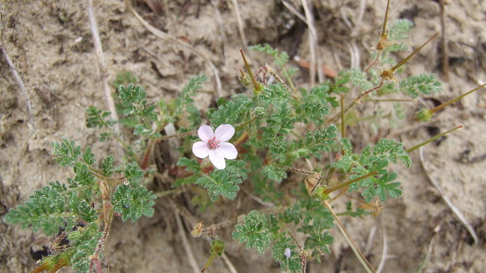 Аистник (Erodium lebelii). Фото ru.wikipedia.org