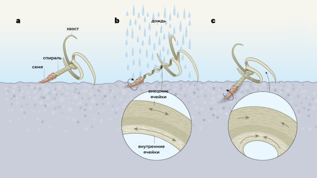 Так работает механизм углубления семян в почву. Фото: Nature