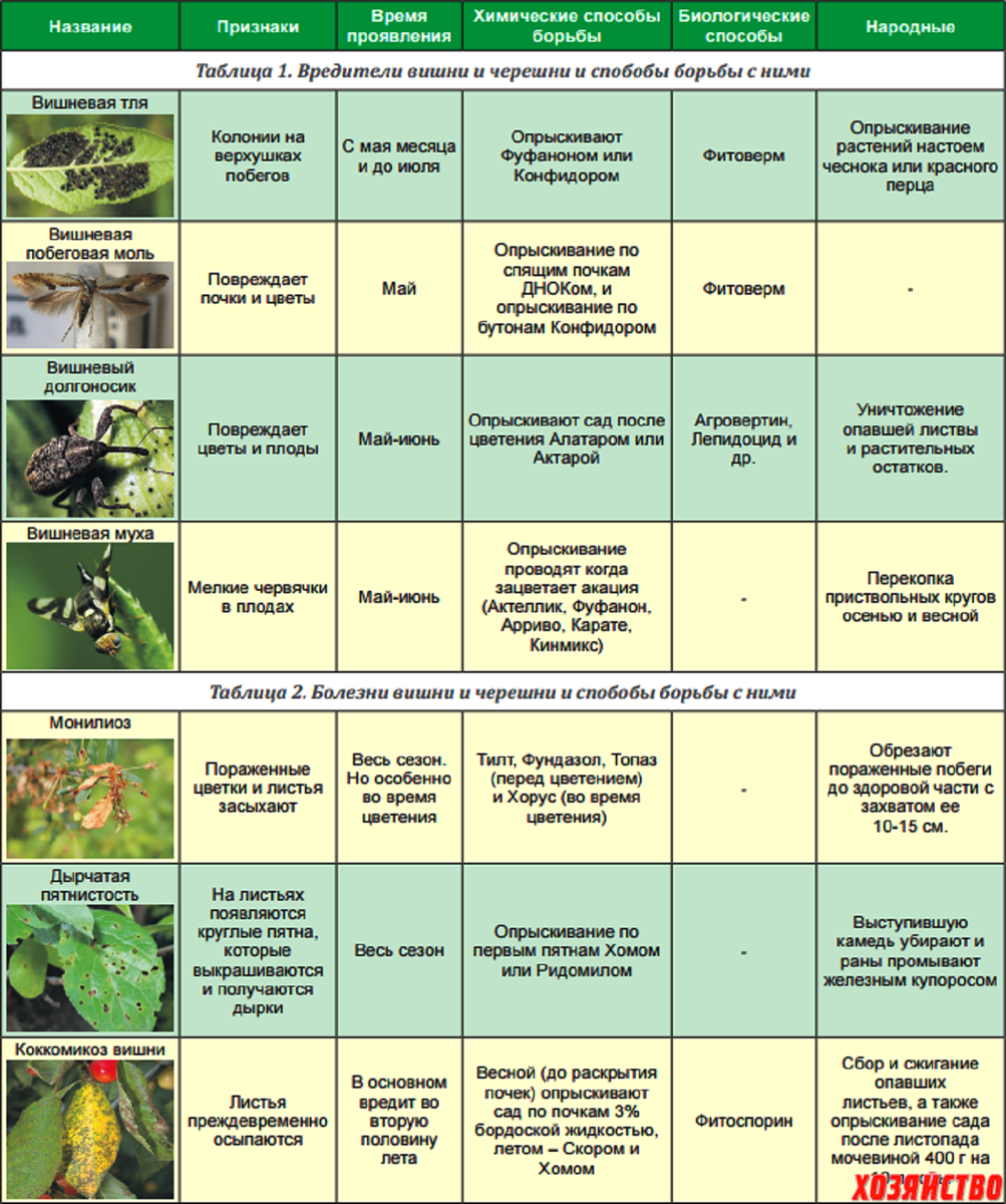 Чем обработать горох от вредителей. Схема защиты черешни от болезней и вредителей. Весенняя обработка плодовых деревьев таблица. Весенняя обработка черешни от вредителей и болезней. Схема обработки сада от вредителей.