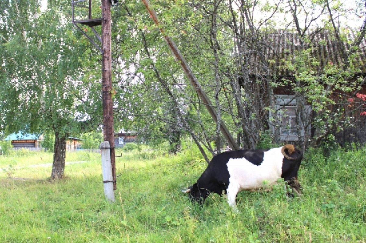    В Чувашии подвели итоги творческого конкурса «Лучшие на селе»
