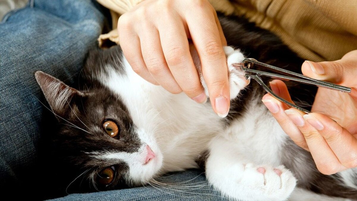 Можно стричь ногти кошкам. Стрижка ногтей у кошек. Подстригание когтей у кошек. Стрижка когтей у кошек в домашних условиях.