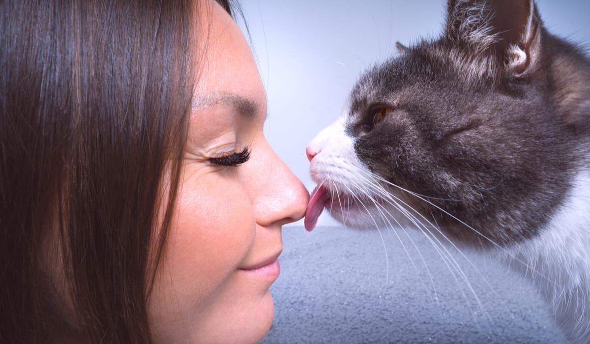 Кот облизывает нос. Кот лижет. Кошка лижет хозяйке. Поцелуй кошки и человека.