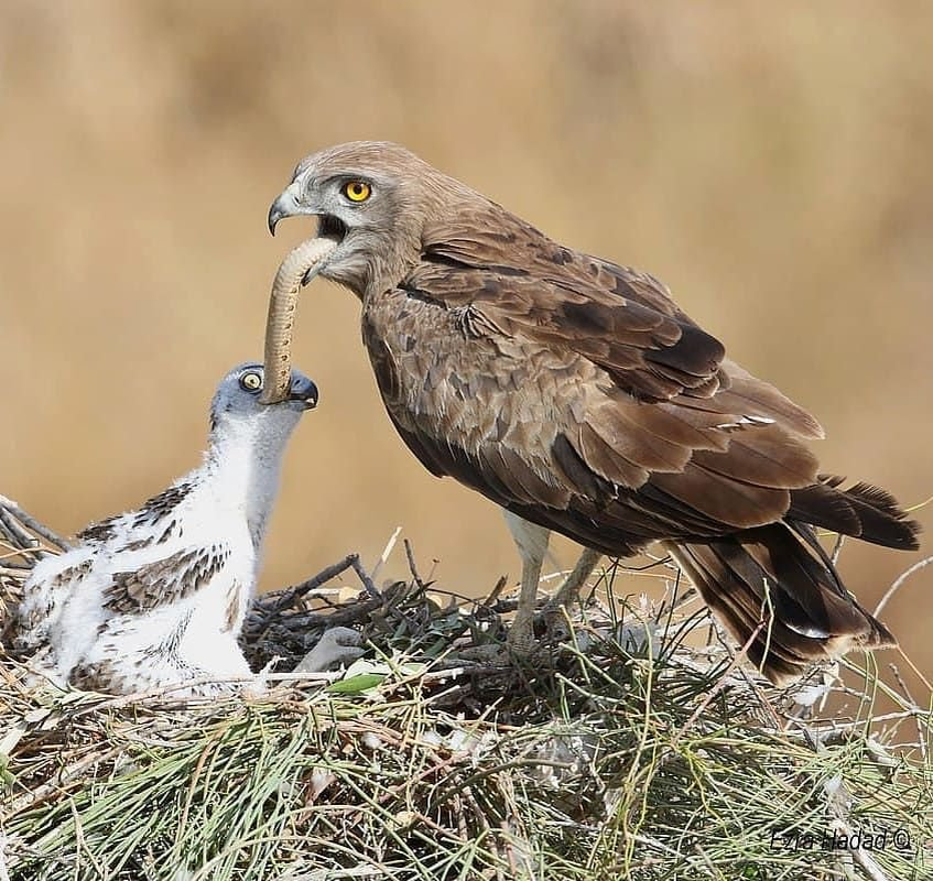 ������ �� ����, ������ �� ����.