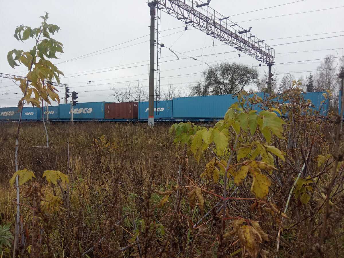 Осенний тлен на ст. Авсюнино, 21.10.2023 | Железнодорожье и его окрестности  | Дзен