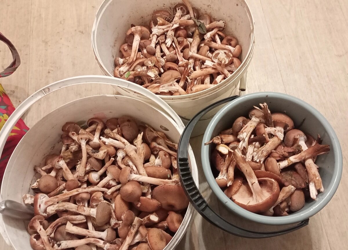 Екатерина Карпова - 31.10.2023 г.