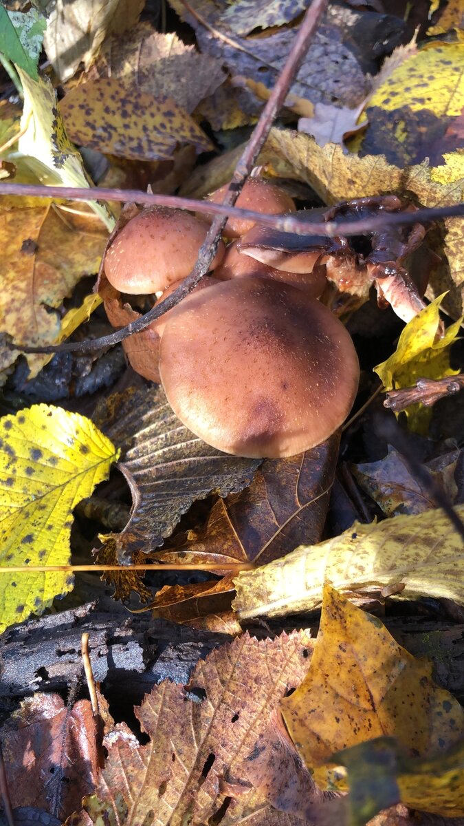 Елена Быкова - 31.10.2023 г.