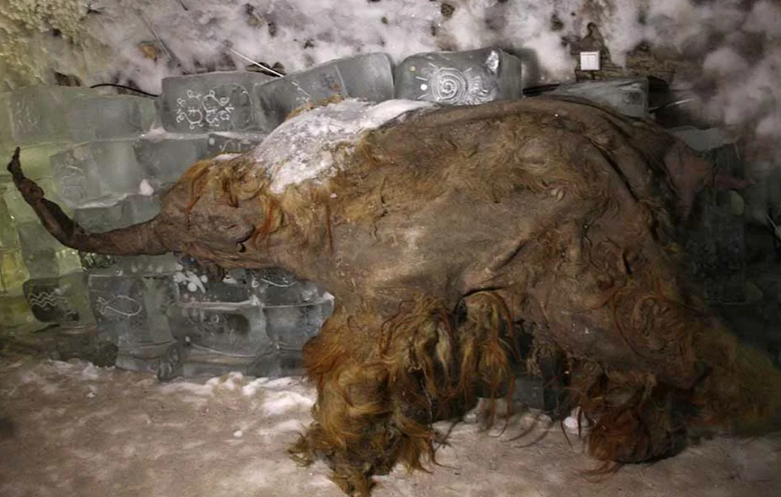 Шерстистый носорог Мумия. Мамонтёнок Юка мамонты. Якутский мамонт (Мамонтенок Юка).