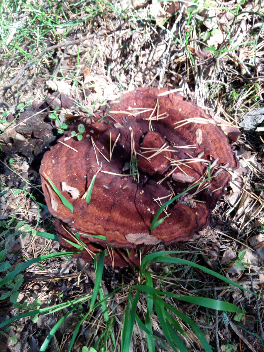 09.2023.  Мерипилус гигантский; берег Ладоги (фото моё).